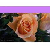 Geschenkkassette Feine Selection V