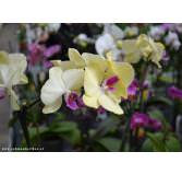 Geschenkkassette Alles Marille II